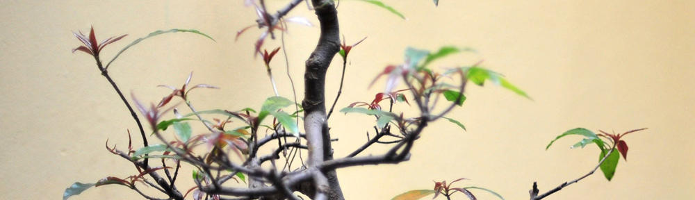 Midway / O'Hare Where Am I